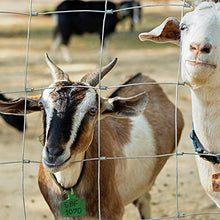 Load image into Gallery viewer, Amagabeli 50M Clôture à gibier à toute épreuve 100/8/15 Clôture de prairie galvanisé à chaud Clôture forestière pour Plantes et Animaux Clôture de Fil Galvanisée Élevage Volaille Clôture à nœuds HC07
